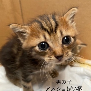 生後20日頃の子猫の里親募集