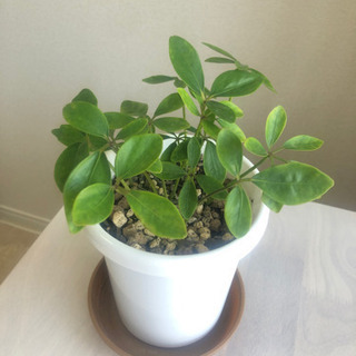 鉢付き・植替え不要☆観葉植物☆可愛いシェフレラ（カポック）お譲りします