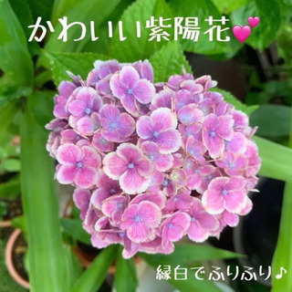 【数量限定】縁白ふりふり♪ 紫陽花 植物苗 希少 根つき 大人気 ③