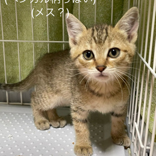 子猫の里親を募集しています。キジトラ(茶)