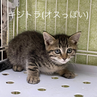 子猫の里親を募集しています。キジトラ(黒)