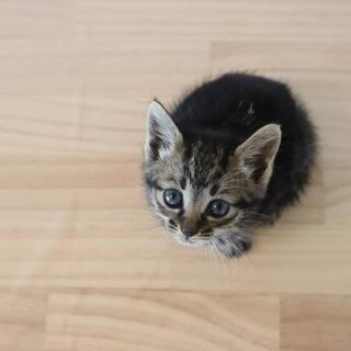 アメショーみたいなはっきり柄のキジネコ