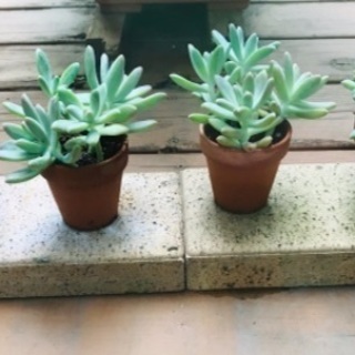 多肉植物　ハーブ　クリスマスローズ