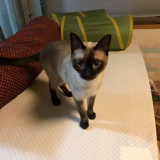 わんぱくなシャム？家族が決まりました❣️