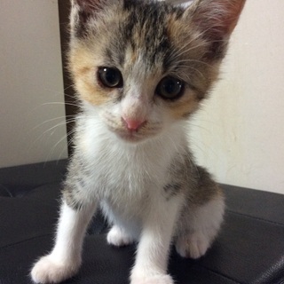代理投稿です③（交渉中）