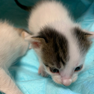 仔猫　2匹　お迎えしました