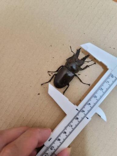 [直払い]ババオウゴンオニクワガタ　新成虫　早い者勝ち