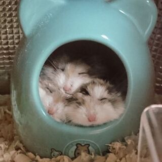 ハムスター友達募集♪ − 富山県