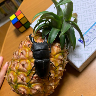 ヒラタクワガタ？