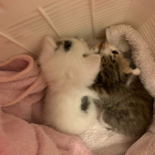 仔猫を保護したので、どなたかお願いします