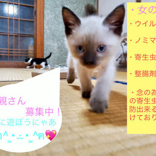 子猫4匹 里親さん募集を終了します