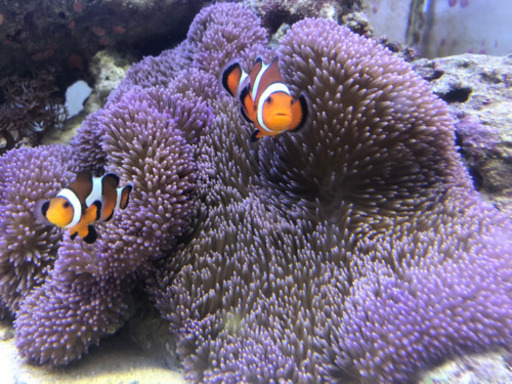 沖縄県産カクレクマノミ天然ペア