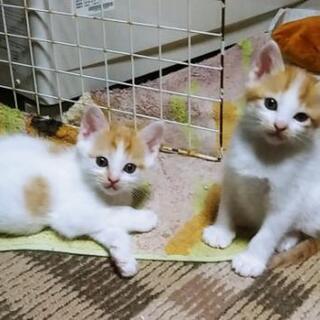 キャンセルのため再度募集します。