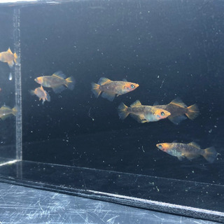 めだか各種、紅薊、鱗光、オロチ、幹之ロングフィン等