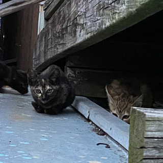 サビとキジ　決まりました。　2匹の里親様　