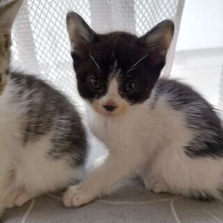 里親さん、決まりました   ✩4月24日生まれの子猫