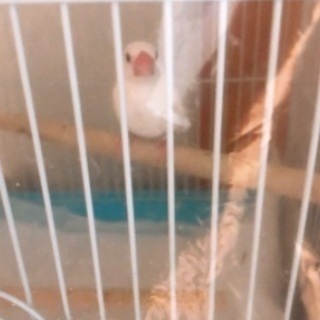 白文鳥(0歳4ヶ月)