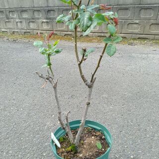交渉成立しました！ピンクのバラの木　