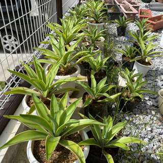 アガベ観葉植物1の画像