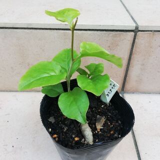 おかわかめ　雲南百薬　アカザカズラ苗③