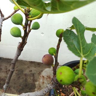 植物：いちじく