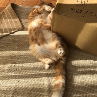  にゃんこさーくる