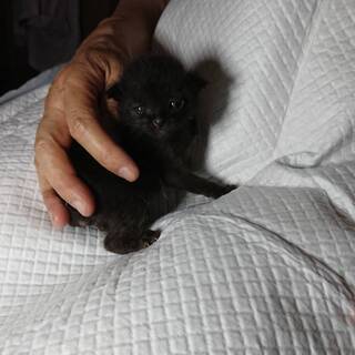 ※一時停止※【募集】うるうる愛らしい黒の子猫（生後１〜２週間）