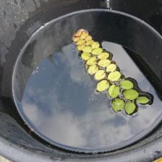♥️♥️サンショウモ15株300円🌿水草🌿🌿🌿🌿？育ててみませんか？💫