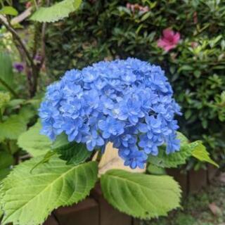 紫陽花の季節ですね