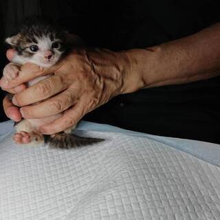 ※一時停止※【募集】シマシマおててのキジ白の子猫（生後１〜２週間）