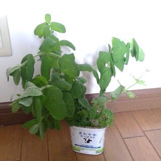 ミント　植物　苗　ハーブ