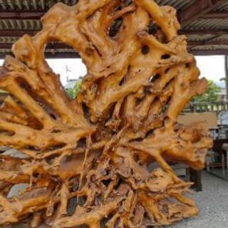 楠の木の根のオブジェ