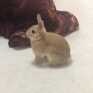 うさぎ　里親　募集　受付終了