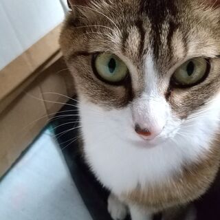 猫の里親募集です、１週間お試し期間付きで気に入らない場合、ほかの...