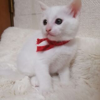 4匹の子猫が産まれました。生後50日。人なつっこくて、愛嬌のある...