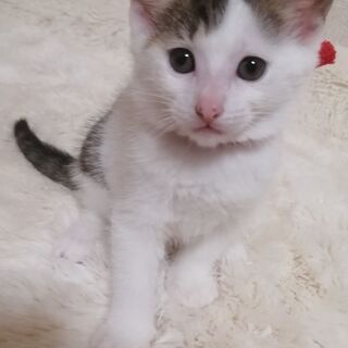 4匹の子猫が産まれました。生後50日。人なつっこくて、愛嬌のある子猫たちです。 - 猫