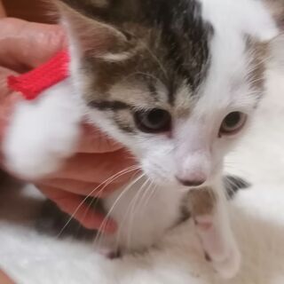 4匹の子猫が産まれました。生後50日。人なつっこくて、愛嬌のある子猫たちです。 − 東京都