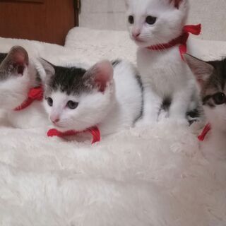 4匹の子猫が産まれました。生後50日。人なつっこくて、愛嬌のある子猫たちです。 - 里親募集