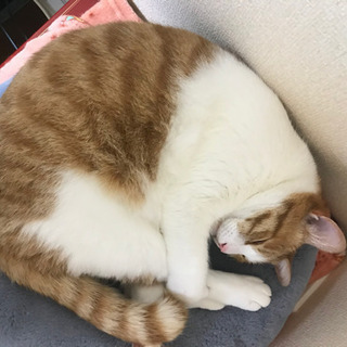 猫の世話、簡単な清掃
