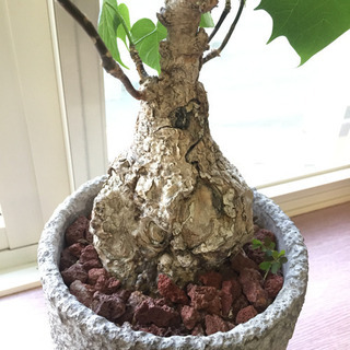 北千住  塊根植物  植物  600円の画像