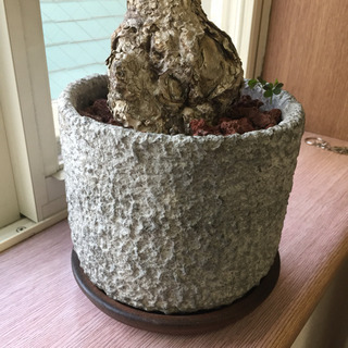 北千住  塊根植物  植物  600円の画像