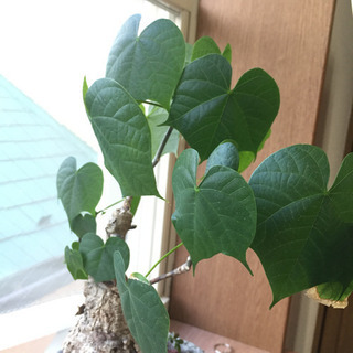 北千住  塊根植物  植物  600円の画像