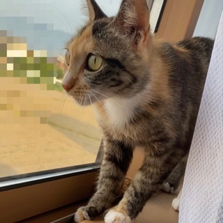 里親さん決定！個性的なサビミケ🐈可愛いニコ