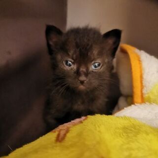 子猫ちゃんトイレトレーニング中です！