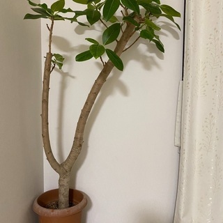 観葉植物