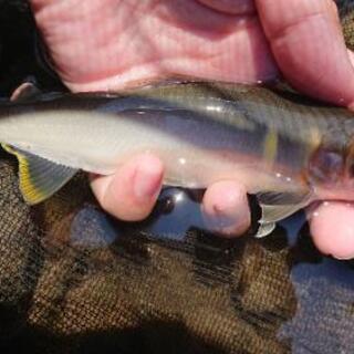 【天然オトリ鮎販売します】中止のお知らせ