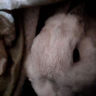 ミニウサギ