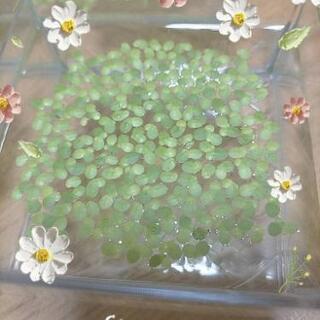 コウキクサ🍀　水草　浮き草