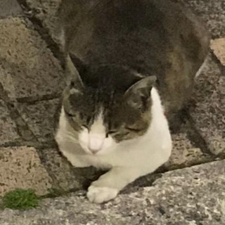 野良猫