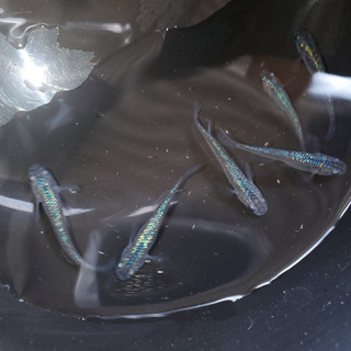 サファイア　オス2メス4の画像